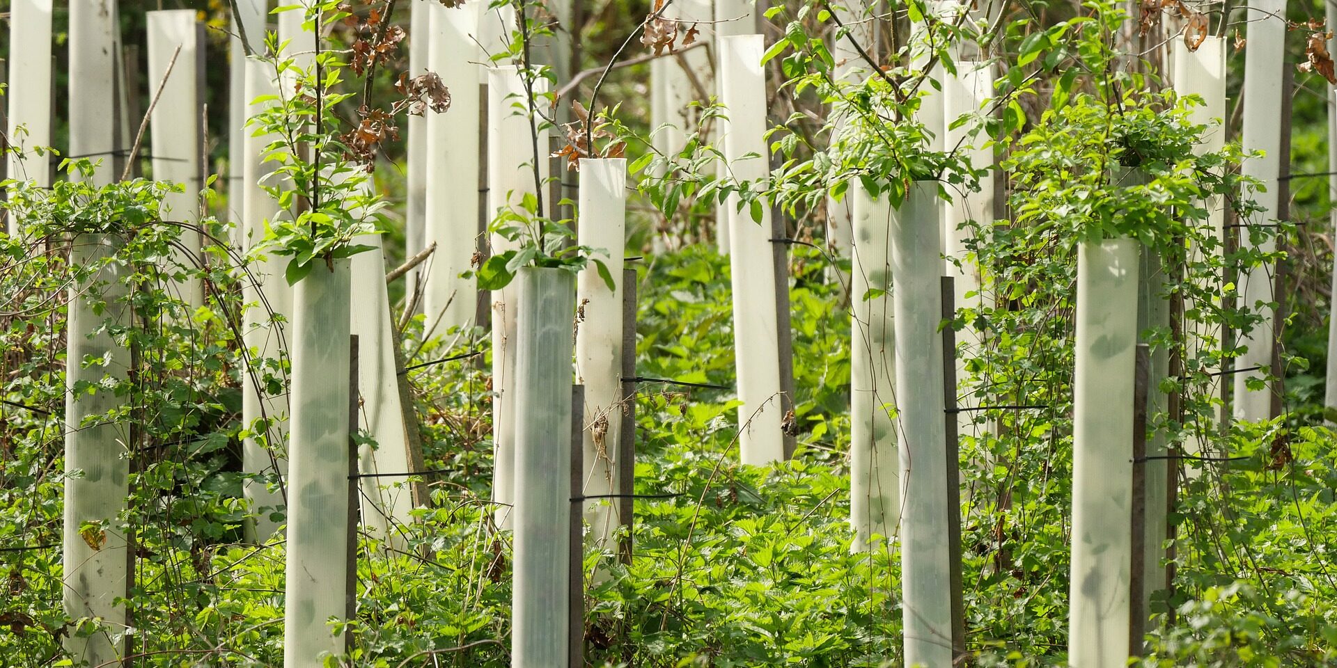 Tree saplings