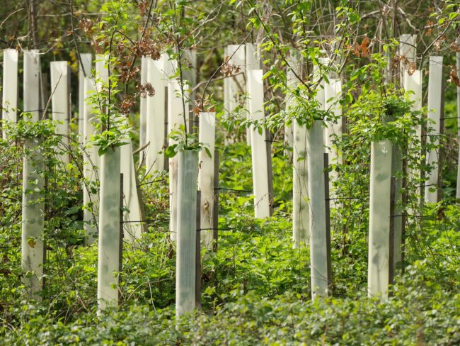 Tree saplings